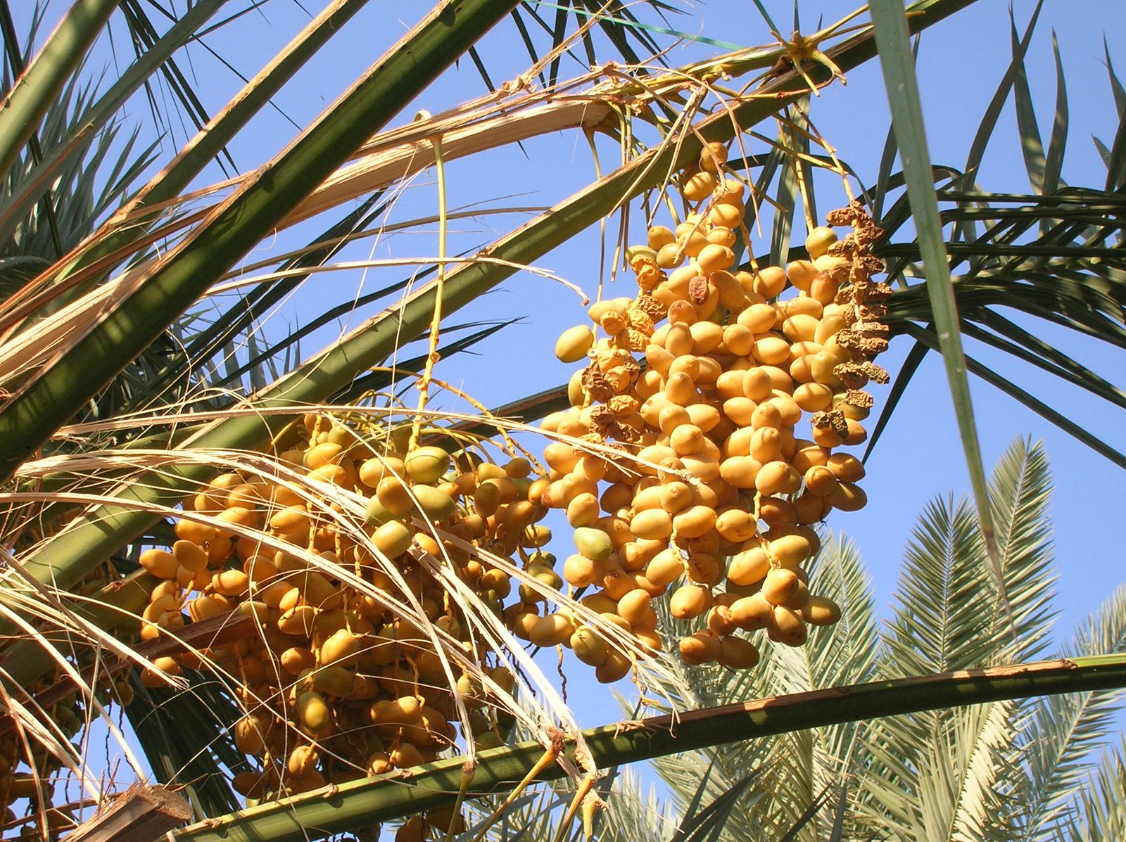 عذوق تمر ناضج على النخلة