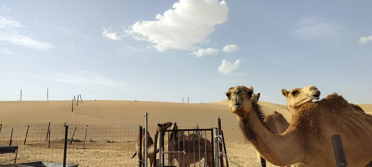 كثبان الربع الخالي الرملية